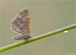 Erlengebuesch_Spanner-Euchoeca_nebulata.jpg
