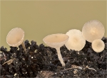 Erlenkaetzchen_Becherling-Ciboria_amentacea-12_02_2017.jpg