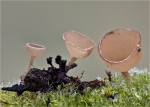 Erlenkaetzchen_Becherling-Ciboria_amentacea-15_02_2015.jpg