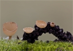 Erlenkaetzchen_Becherling-Ciboria_amentacea-Februar_2015.jpg