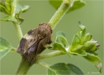Erlenschaumzikade-Aphrophora_alni.jpg