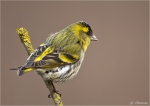Erlenzeisig-Maennchen-eurasian_siskin.jpg
