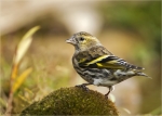 Erlenzeisig-eurasian_siskin-female-06_11_2017.jpg