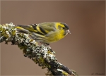 Erlenzeisig-eurasian_siskin-maennlich-04_02_2018.jpg