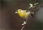 Erlenzeisig-eurasian_siskin-maennlich-18_02_2016.jpg