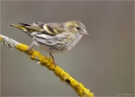 Erlenzeisig-eurasian_siskin-weiblich-21_02_2016.jpg