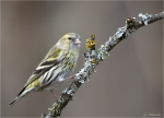 Erlenzeisig-eurasian_siskin-weiblich-26_02_2016.jpg