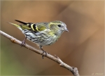 Erlenzeisig-eurasian_siskin-weiblich-Februar_2016.jpg