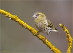Erlenzeisig-eurasian_siskin-weiblich-auf_Goldflechten.jpg