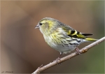 Erlenzeisigweibchen-eurasian_siskin-Februar_2016.jpg