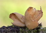 Eselsohr-Otidea_onotica-26_09_2014.jpg