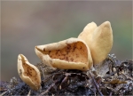 Eselsohr-Otidea_onotica.jpg