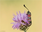 Esparsetten-Widderchen-Zygaena_carniolica-09_07_2017.jpg