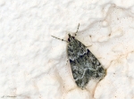 Eudonia_mercurella-06_07_2017.jpg
