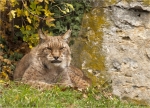 Eurasischer_Luchs-Lynx_lynx-November_2016.jpg