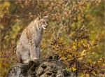 Eurasischer_Luchs-Lynx_lynx.jpg