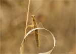 Europaeische_Gottesanbeterin-Mantis_religiosa-02_09_2018-Maennchen.jpg