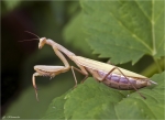 Europaeische_Gottesanbeterin-Mantis_religiosa-14_08_2014.jpg