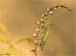 Europaeische_Gottesanbeterin-Mantis_religiosa-26_08_2017.jpg