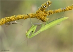 Europaeische_Gottesanbeterin-Mantis_religiosa-27_07_2020.jpg
