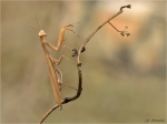 Europaeische_Gottesanbeterin-Mantis_religiosa-Braunes_Weibchen-21_09_2018.jpg
