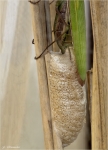 Europaeische_Gottesanbeterin-Mantis_religiosa-Eiablage.jpg