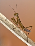 Europaeische_Gottesanbeterin-Mantis_religiosa-Jungtier.jpg