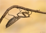 Europaeische_Gottesanbeterin-Mantis_religiosa-braunes_Weibchen-12_09_2017.jpg