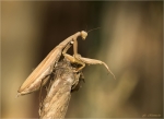 Europaeische_Gottesanbeterin-Mantis_religiosa-braunes_Weibchen-2017.jpg