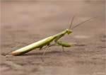 Europaeische_Gottesanbeterin-Mantis_religiosa-maennlich_2014.jpg