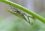 Europaeische_Gottesanbeterin-Mantis_religiosa.jpg