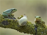 Europaeische_Laubfroesche-Hyla_arborea-19_07_2017.jpg