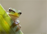 Europaeischer_Laubfrosch-Hyla_arborea-02_07_2015.jpg