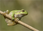 Europaeischer_Laubfrosch-Hyla_arborea-02_10_2016.jpg
