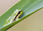 Europaeischer_Laubfrosch-Hyla_arborea-02_Juli_2015.jpg