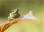 Europaeischer_Laubfrosch-Hyla_arborea-09_10_2016.jpg