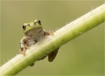 Europaeischer_Laubfrosch-Hyla_arborea-11_Mai_2017.jpg