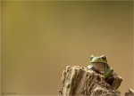 Europaeischer_Laubfrosch-Hyla_arborea-15_03_2017.jpg