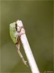 Europaeischer_Laubfrosch-Hyla_arborea-21_06_2015.jpg