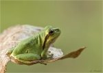 Europaeischer_Laubfrosch-Hyla_arborea-Ende_September_2016.jpg