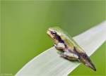 Europaeischer_Laubfrosch-Hyla_arborea-noch_mit_Schwanz-Juni_2015.jpg
