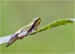 Europaeischer_Laubfrosch-Hyla_arborea-noch_mit_Schwanz.jpg