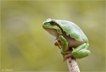 Europaeischer_Laubfrosch-Hyla_arborea.jpg