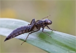Exuvie-Blaugruene_Mosaikjungfer-06_07_2014.jpg