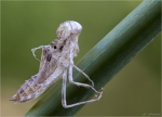 Exuvie-Grosse_Heidelibelle-Sympetrum_striolatum.jpg