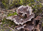 Faecherfoermiger_Erd-Warzenpilz-Thelephora_terrestris-2014.jpg