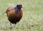 Fasan-common_pheasant-01_05_2015.jpg