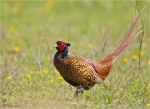 Fasan-common_pheasant-maennlich-15_04_2016.jpg