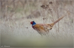 Fasan-common_pheasant.jpg