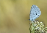 Faulbaum_Blaeuling-Celastrina_argiolus-27_06_2018.jpg